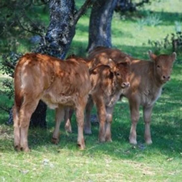 Granja escuela Buenaesperanza 03