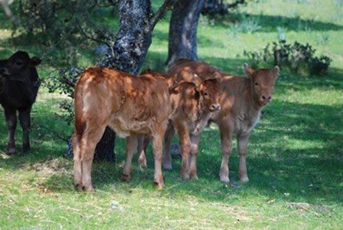 Granja escuela Buenaesperanza 03