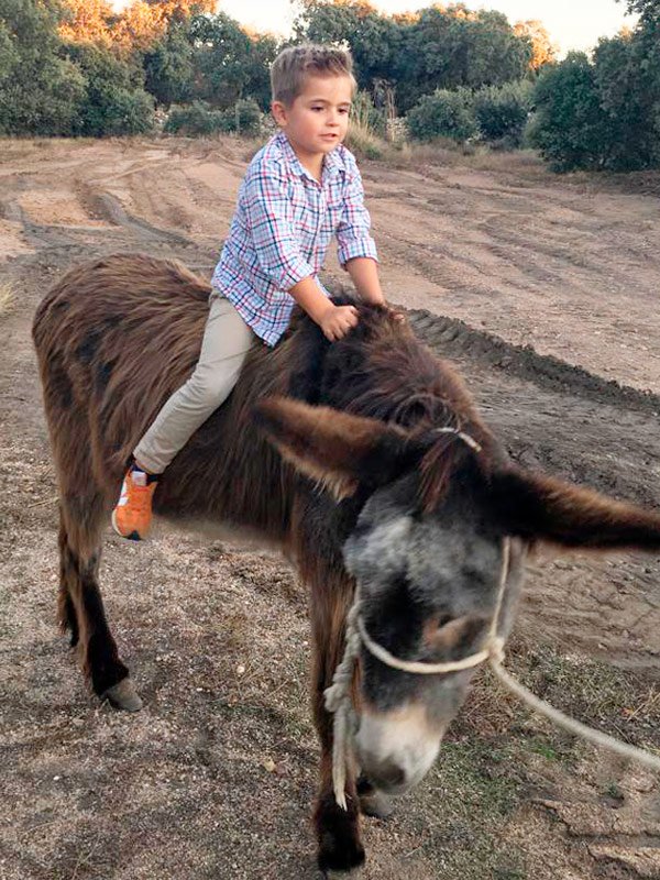 Niña cepillando un burro en Granja Escuela BuenaEsperanza en Salamanca