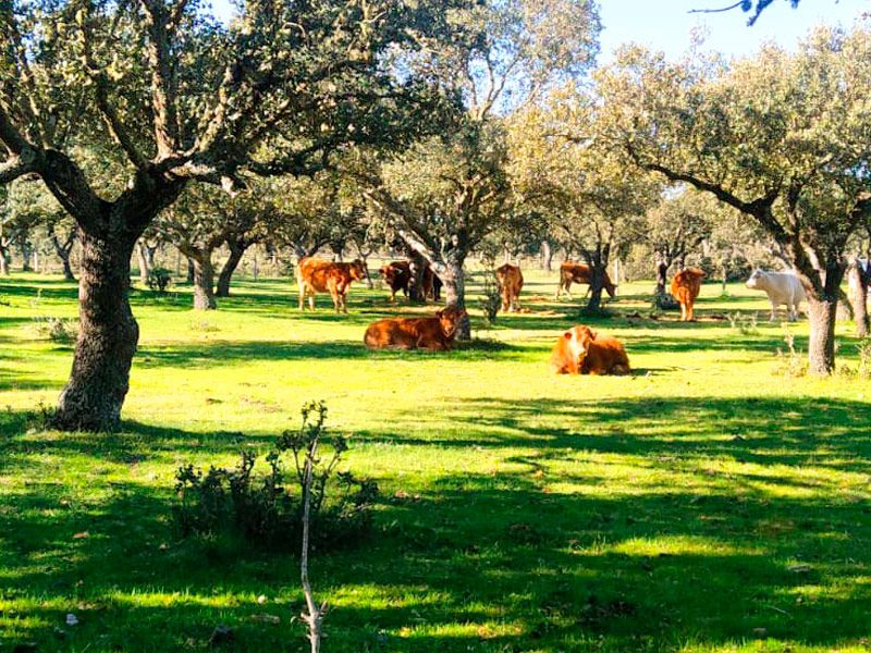 Taller de Supervivencia en el Bosque